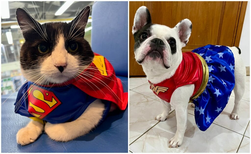 Parade of costumed pets in Bogotá: date, time and everything you need to know to participate