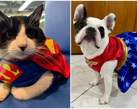 Parade of costumed pets in Bogotá: date, time and everything you need to know to participate
