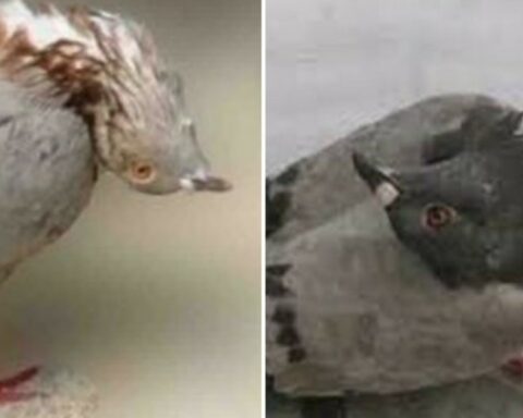 Pigeons "zombies", virus that terrifies scientists