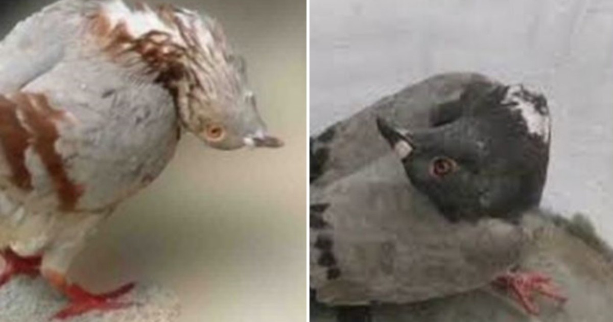 Pigeons "zombies", virus that terrifies scientists