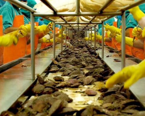 Piura: Bahía de Sechura seeks classification A to continue exporting 80% of scallops to the whole world