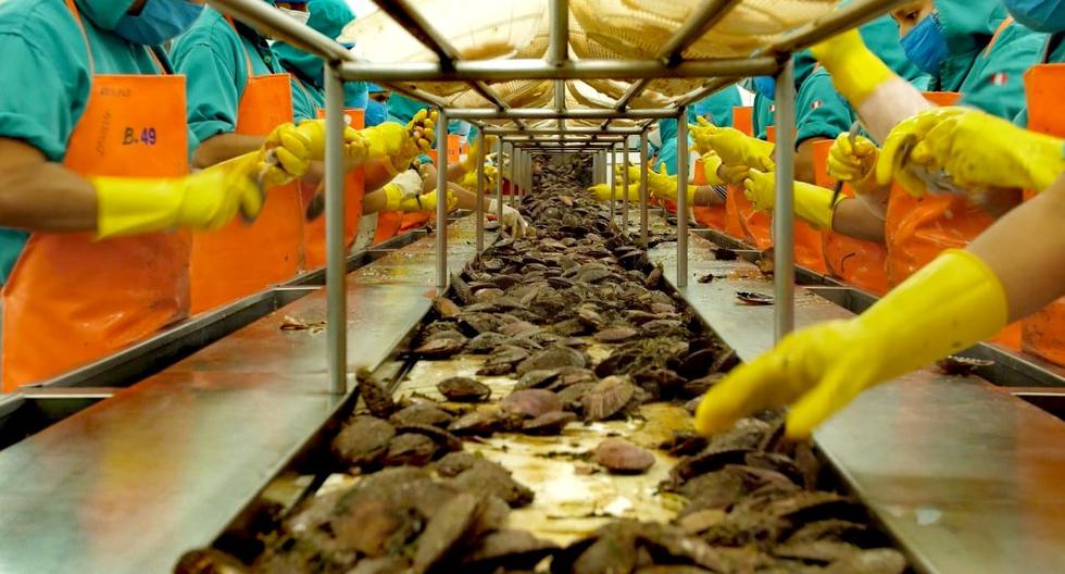 Piura: Bahía de Sechura seeks classification A to continue exporting 80% of scallops to the whole world