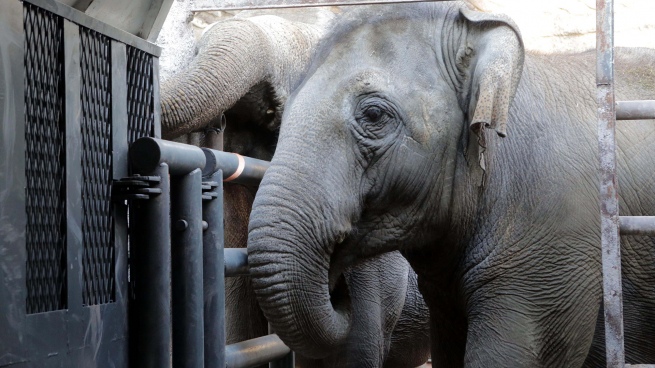 Pocha died, the elephant transferred from Mendoza to a sanctuary in Brazil