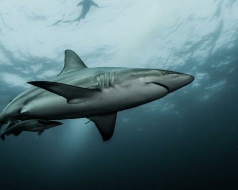 Produce: The Ministry of Production is required to regulate the international trade of sharks