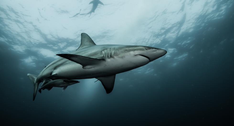 Produce: The Ministry of Production is required to regulate the international trade of sharks