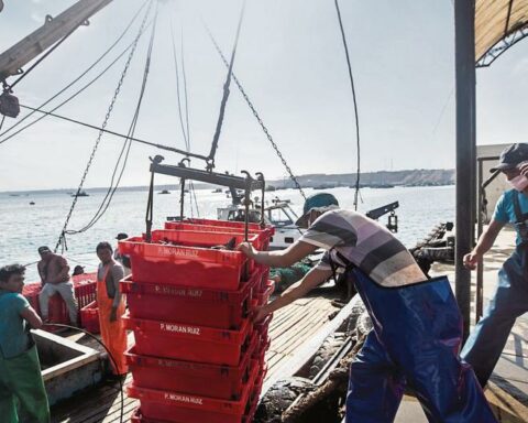 Produce establishes a maximum limit of 44 thousand tons for the capture of the parrot