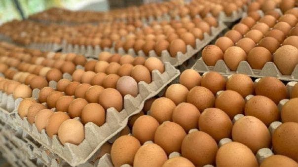 Productores hacen llamado por crisis en el Día Mundial del Huevo
