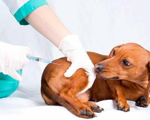 Report seven cases of canine rabies in Sucre, analyze declare yellow alert