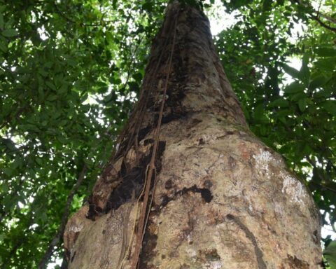 Researchers discover species of giant tree in the Atlantic Forest