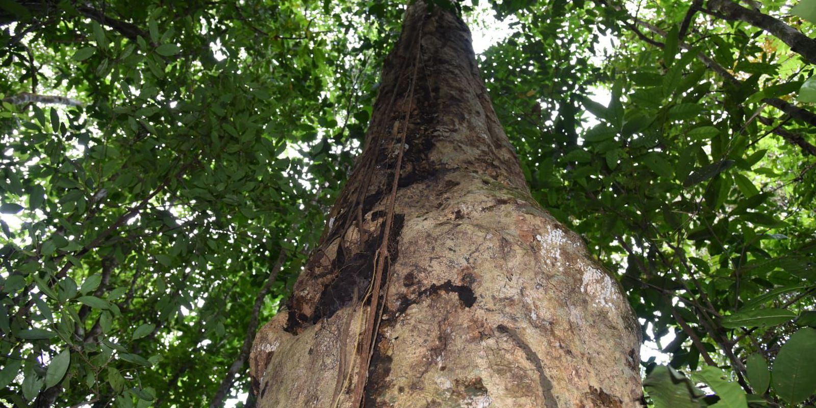 Researchers discover species of giant tree in the Atlantic Forest