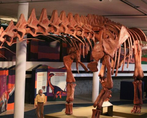 SP: exhibition shows replica of the largest dinosaur in the world