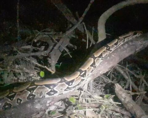 Santa Cruz Government Biodiversity Team rescues and releases a boa