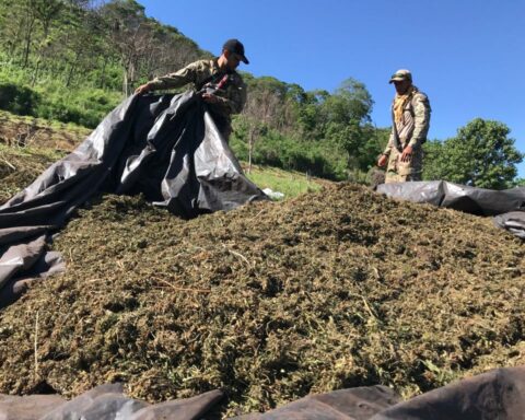Senad destroyed 8.5 tons of marijuana after intervening in Capitan Bado, Amambay