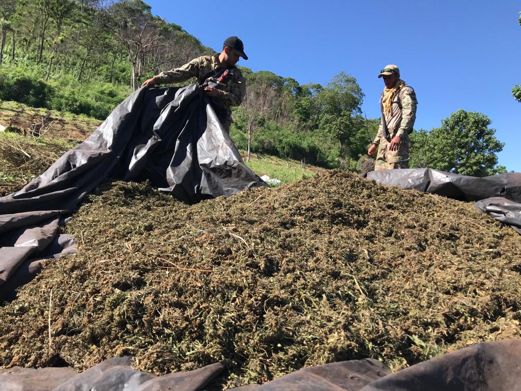 Senad destroyed 8.5 tons of marijuana after intervening in Capitan Bado, Amambay