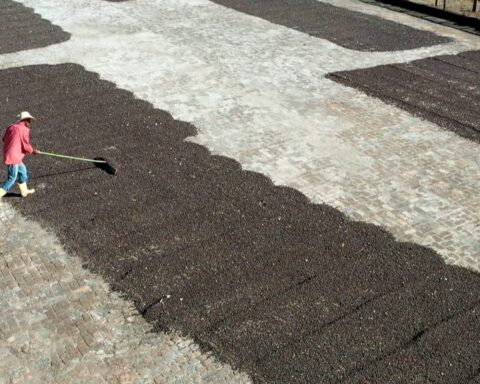 Specialty coffees from Minas Gerais are featured in Caminhos da Reportagem