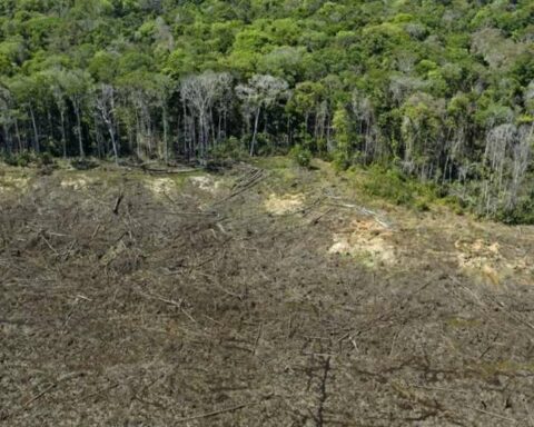 Territory without law: the Amazon in Bolsonaro's Brazil