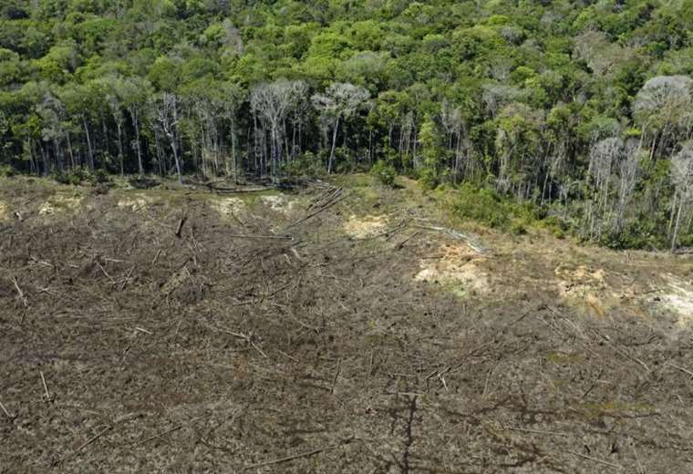 Territory without law: the Amazon in Bolsonaro's Brazil