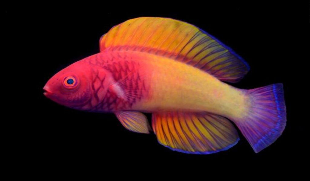 The particular case of a rainbow fish that is born female and becomes a male