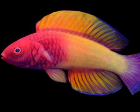 The particular case of a rainbow fish that is born female and becomes a male