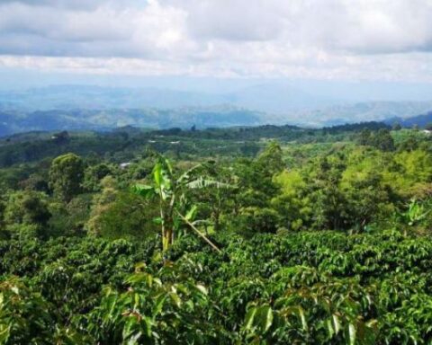 The strategy to promote tourism in Huila with 'Coffee Route'