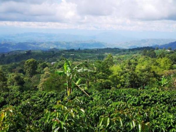 The strategy to promote tourism in Huila with 'Coffee Route'