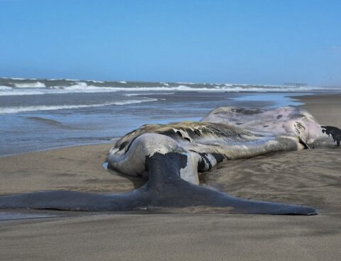 There are already 15 dead whales in the Valdés Peninsula