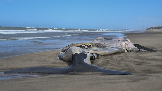 There are already 15 dead whales in the Valdés Peninsula