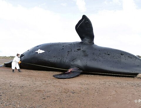 There are already 30 dead whales in the Nuevo Gulf