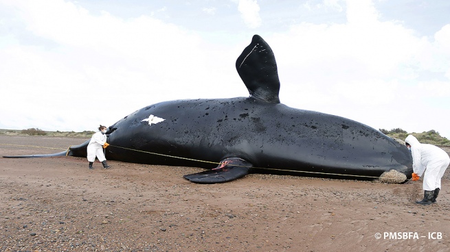 There are already 30 dead whales in the Nuevo Gulf