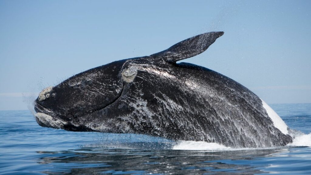 They find the tenth dead whale on the coast of Chubut