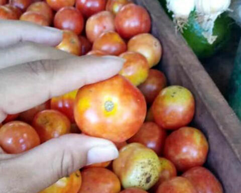 They fine six merchants in Havana who sold a pound of tomato for 300 pesos