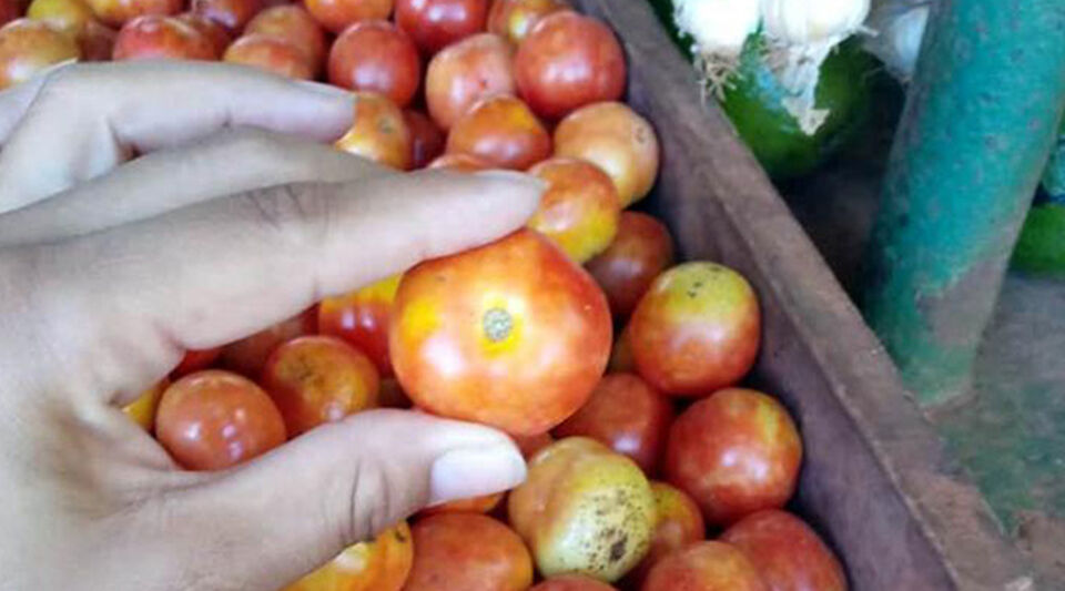 They fine six merchants in Havana who sold a pound of tomato for 300 pesos