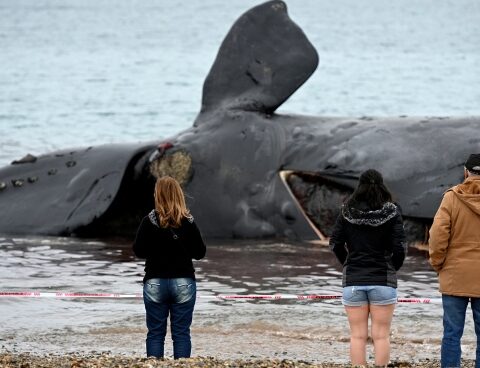 They found three new corpses and there are already 18 dead whales