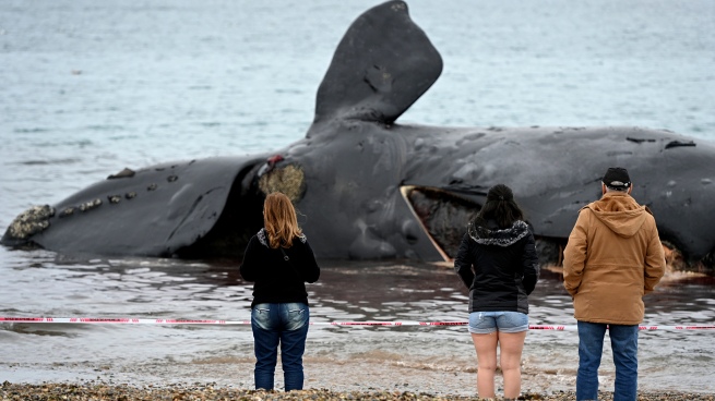 They found three new corpses and there are already 18 dead whales