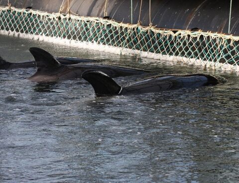 They present a project to prohibit shows of marine animals in captivity