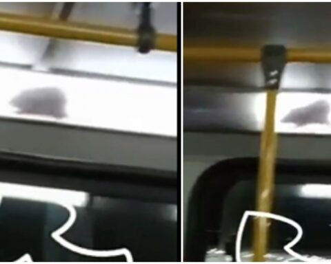 They record a huge rat in a Transmilenio: the passengers were impressed