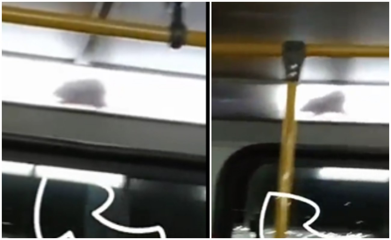 They record a huge rat in a Transmilenio: the passengers were impressed