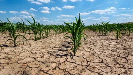 They warn that the drought conditions due to La Niña will continue to affect agriculture