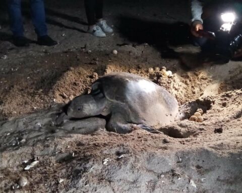 Thousands of sea turtles arrive at the beaches of Chacocente and La Flor in Nicaragua