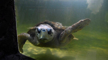 Turtle Jorge will be transferred to Mar del Plata after 38 years in captivity in Mendoza
