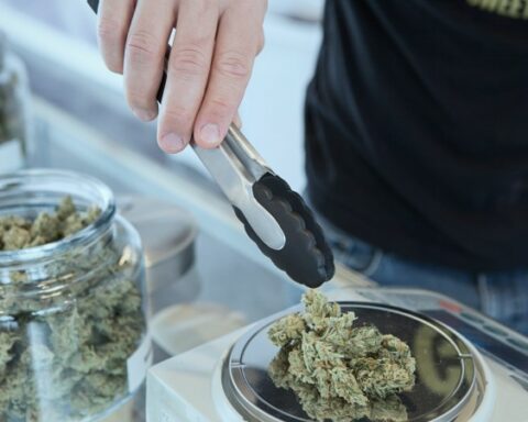 Uruguay will share in Chile and Mexico its experience on regulation of the cannabis market