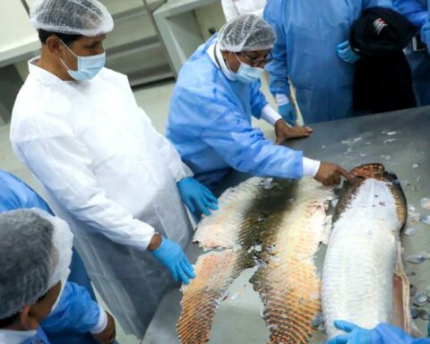 Use of technology allows to innovate products of the fishing sector in Pucallpa