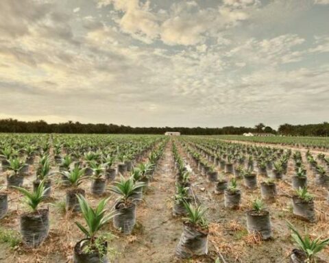 With new regulation biodiesel will help fuel deficit