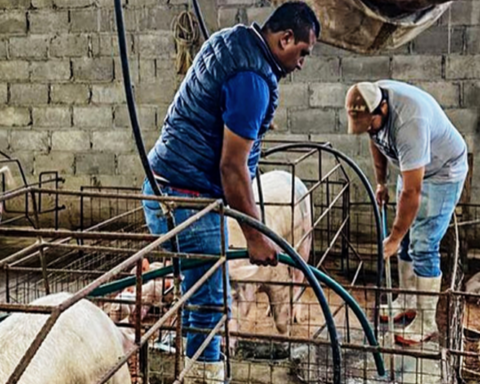 "Four years have passed and the Cuban State still does not pay for the pigs it bought from us"