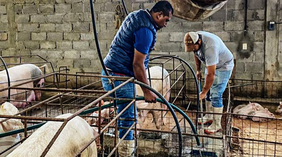 "Four years have passed and the Cuban State still does not pay for the pigs it bought from us"