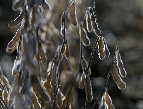 A better supplied international agricultural market calms prices