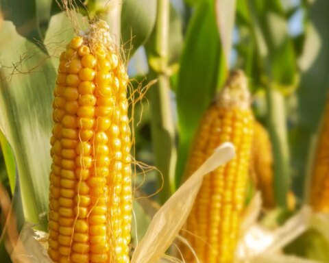 AMLO does not rule out panels in the T-MEC for transgenic corn