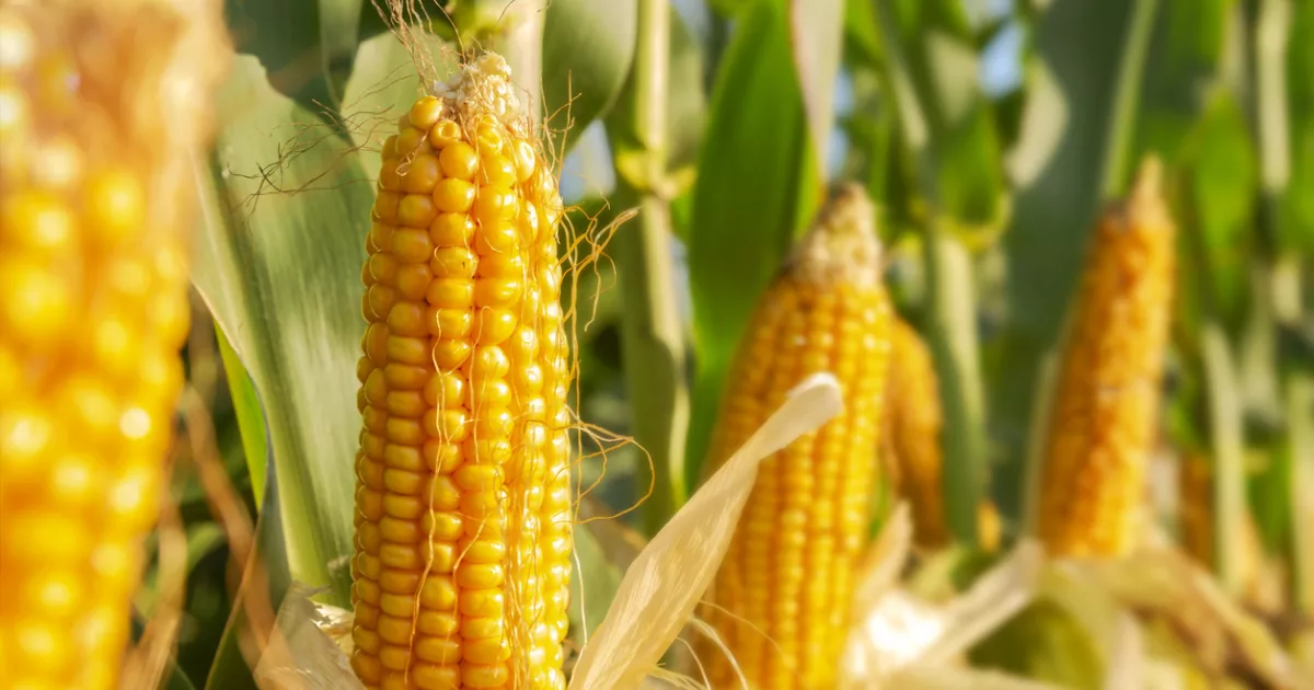 AMLO does not rule out panels in the T-MEC for transgenic corn