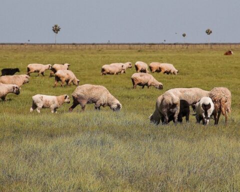 Agricultural insurance is promoted to mitigate the risks and volatility of the sector
