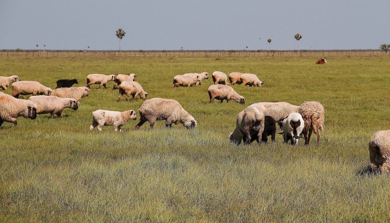 Agricultural insurance is promoted to mitigate the risks and volatility of the sector